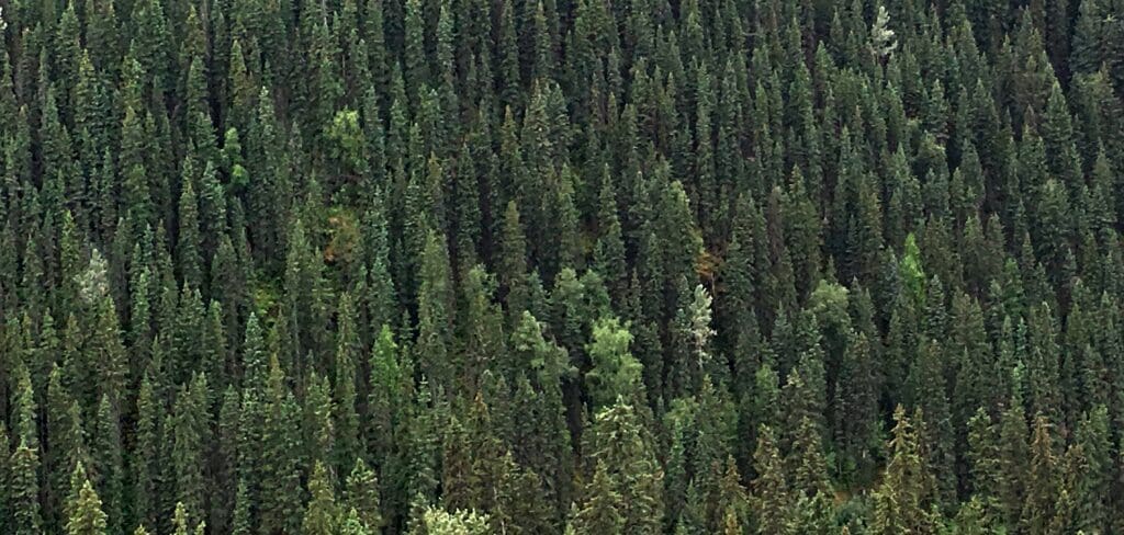 Top view of a forest full of coniferous trees