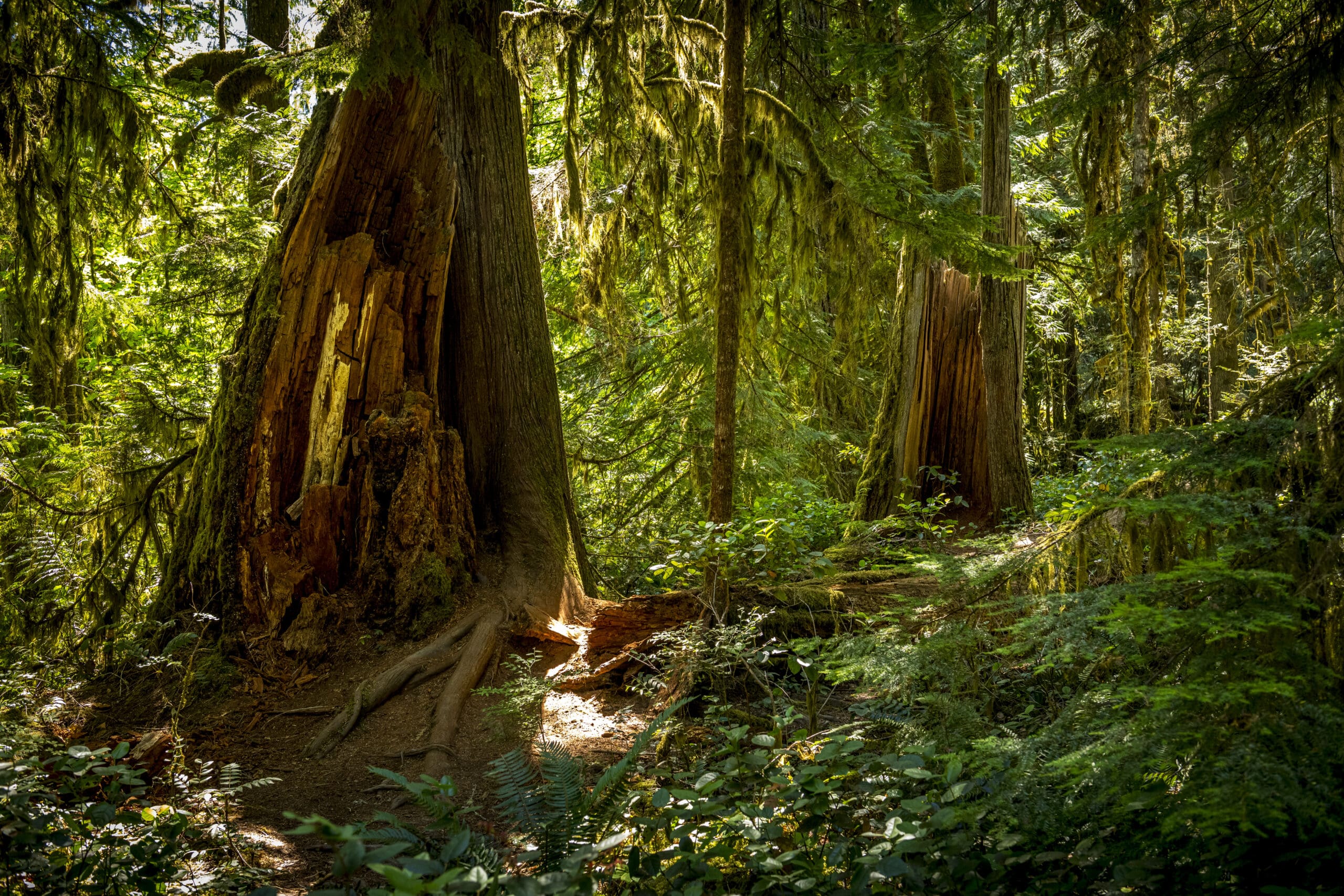 dense forest in British Columbia in Canada