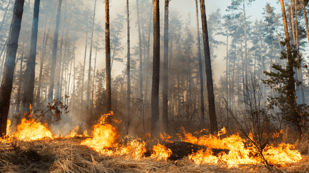 Photograph of the start of a forest fire