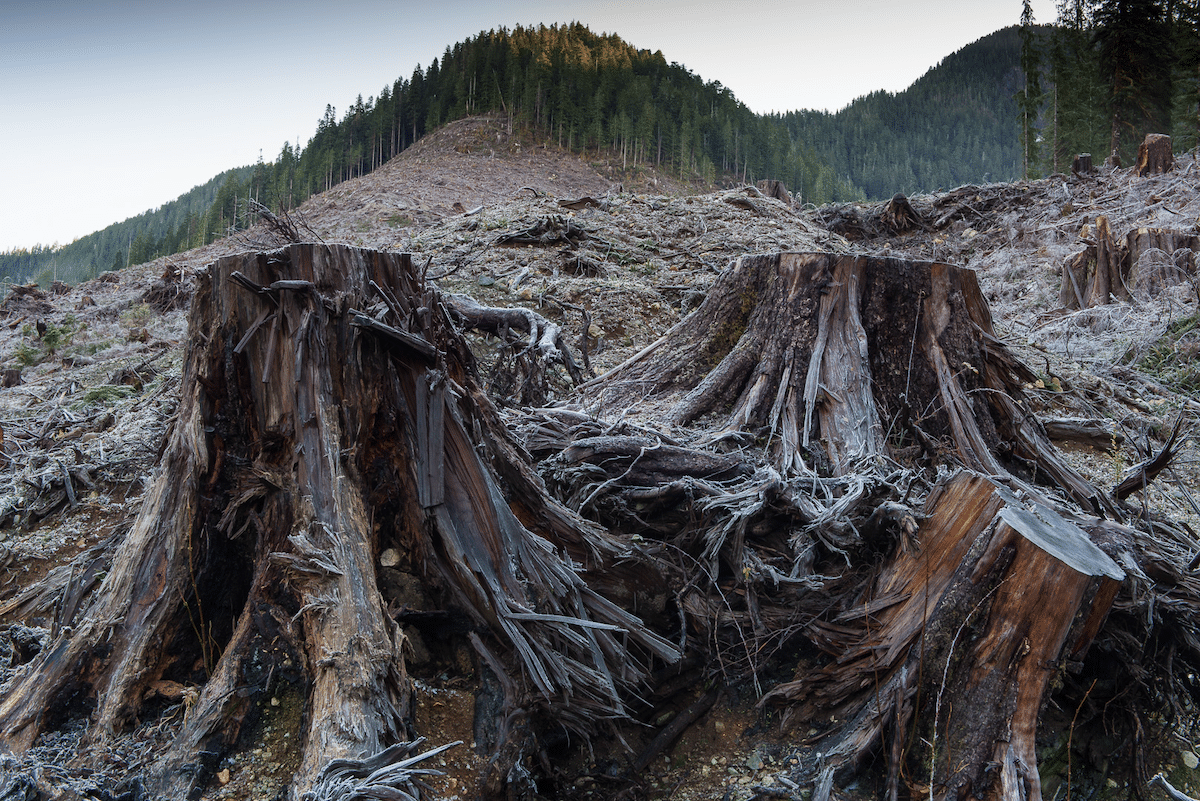Old growth logging