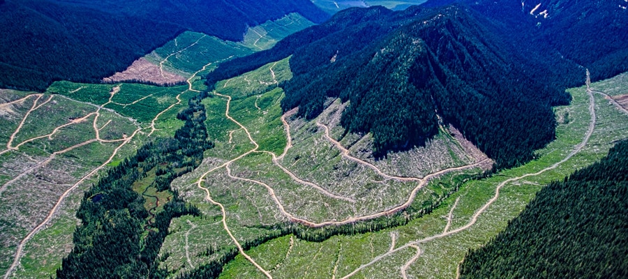 Extensive old-growth logging on Vancouver Island. Credit: Russ Heinl.