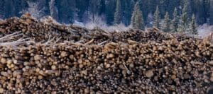 A wall of logs awaits conversion to wood pellets outside a mill co-owned by the Drax Group. Photo credit: Stand.earth